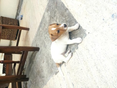Saf jack russell yavru