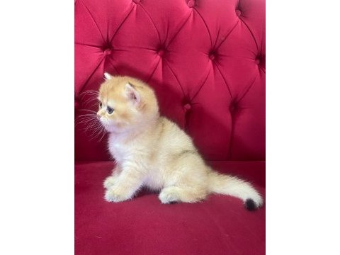 British golden erkek yavru anne babası şecereli