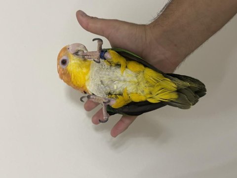 Konuşan caique 81 ile gönderim mevcut