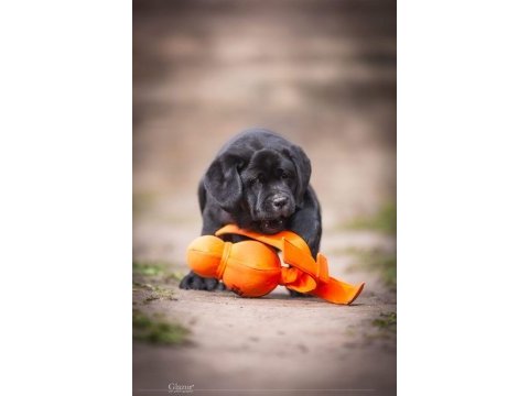 Fci şecereli labrador retriever