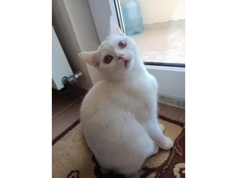 British shorthair beyaz kedimiz yuvasını arıyor