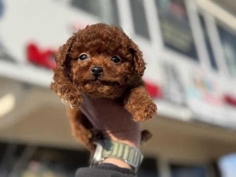 Petmode köpek çiftliğinden tiny kore poodle yavrular