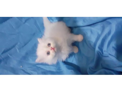 Iran kedi yavrusu