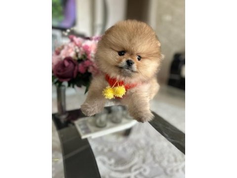 En üst kalite orijinal pomeranian boo ayı surat