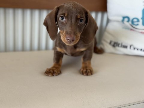 Petmode köpek çiftliğinden dachshund yavrumuz