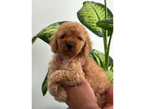 Orijinal toy poodle