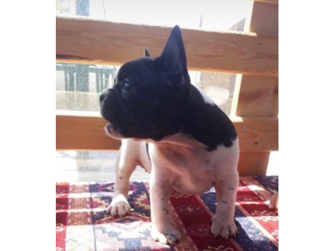 Üç aylık french bulldog yavrularımız