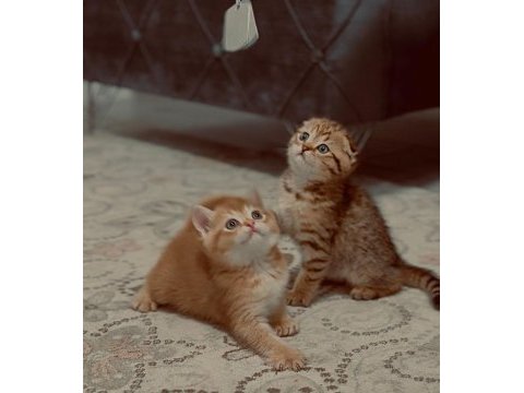 Golden british scottish fold