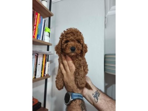 Toy poodle köpeği
