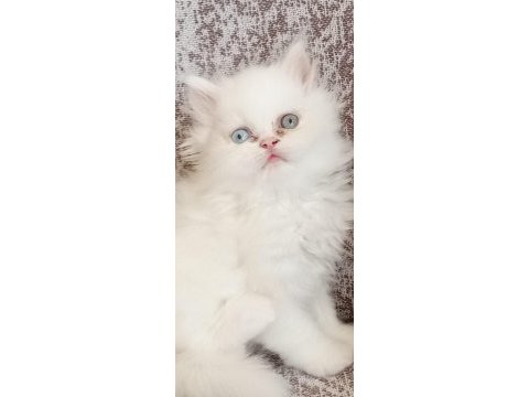 Güzel bir dişi bebek chinchilla