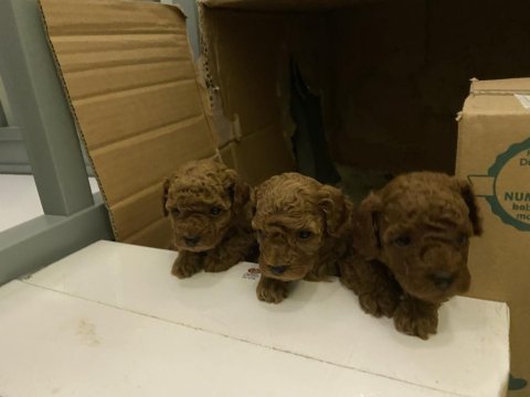 Mersin kore poodle bakımlı evde doğmuş
