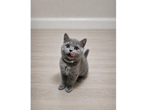 British shorthair yavrularımız