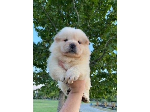 Chow chow yavrum