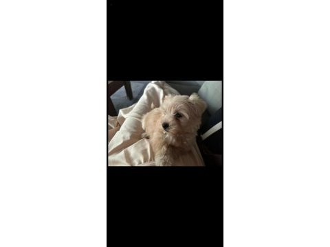3 aylık maltipoo terrier dişi