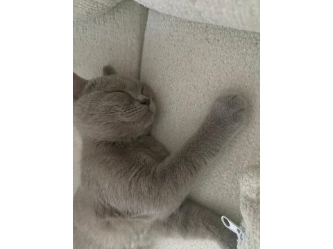 Çok uysal british shorthair tuvalet eğitimi var