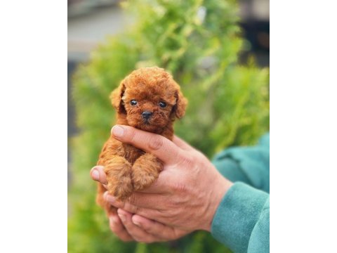 Toy-teacup poodle