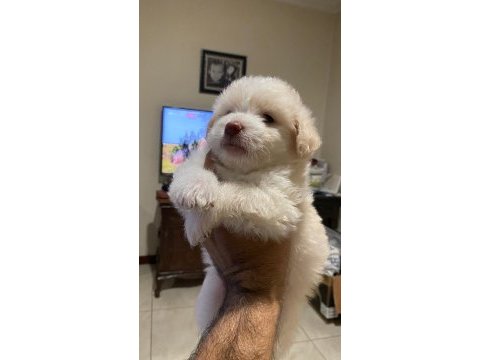 Maltipoo yavrular
