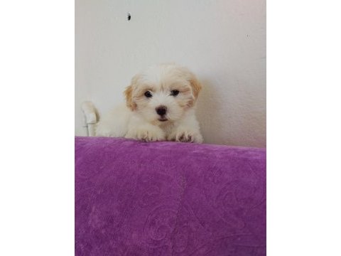 Maltipoo küçük kızım