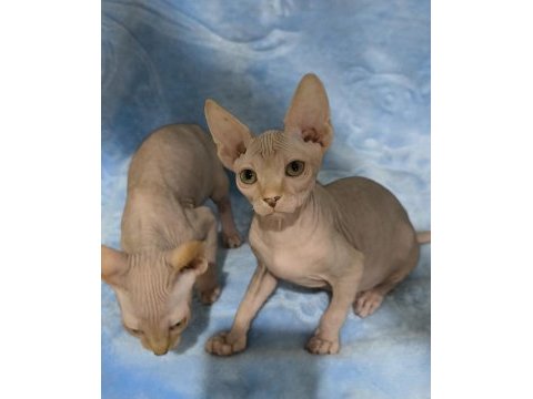 Naked beauty sphynx cattery
