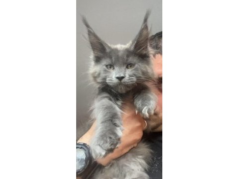 Xxxl kocaman erkek maine coon