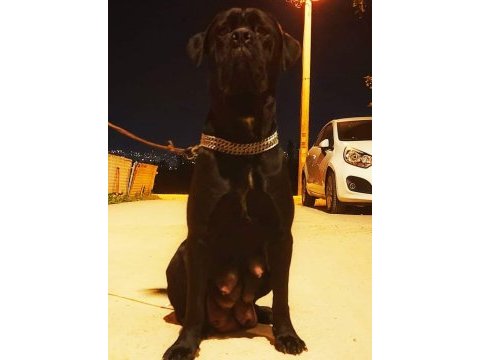 A şecereli şampiyon kan hattı cane corso