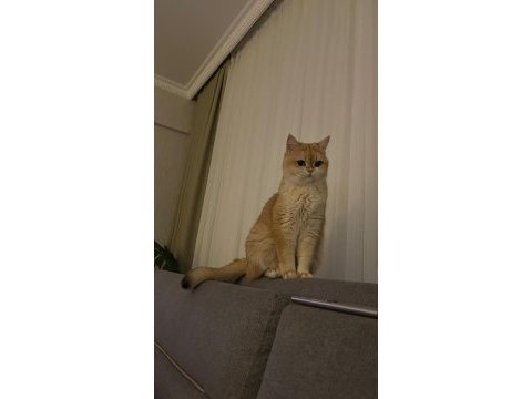 Golden british shorthair 3 yaşında kısır