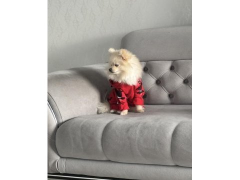 0 numara pomeranian dişi yetişkin
