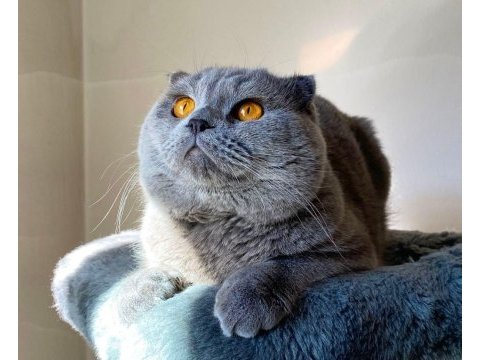 Scottish fold cinsi oğlumuza eş arıyoruz
