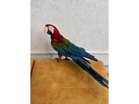 Kırmızı macaw papağanı