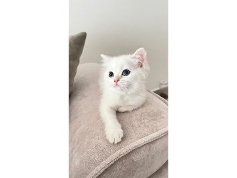Maviş british shorthair kız