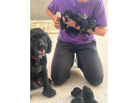 Aşırı sevimli siyah poodle bebeklerimiz