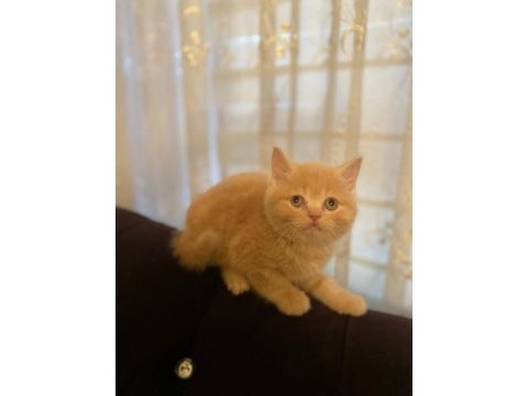 2 aylık orjinal british shorthair yavrularımız