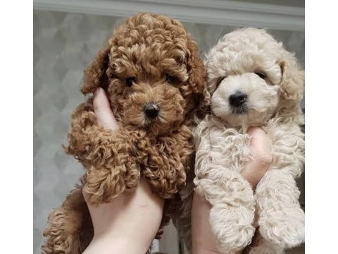 Toy poodle 3 aylık köpekler