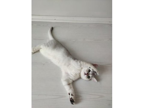 5 aylık yavru british shorthair