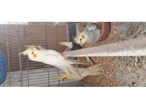 Sultan papağanı yavrular