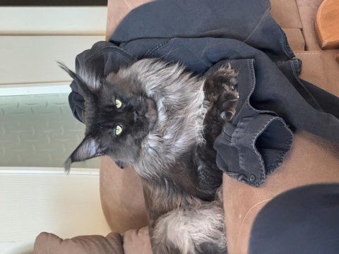Ayşe arık line maine coon