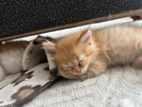 British longhair yavru erkek kedimiz