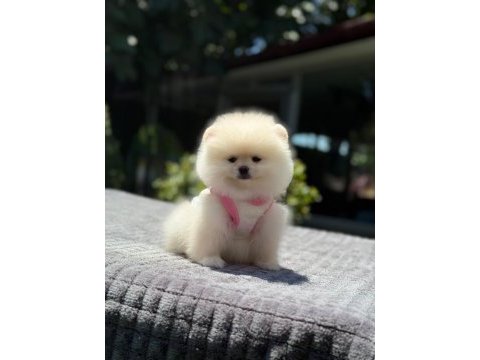 Karbeyaz pomeranian boo