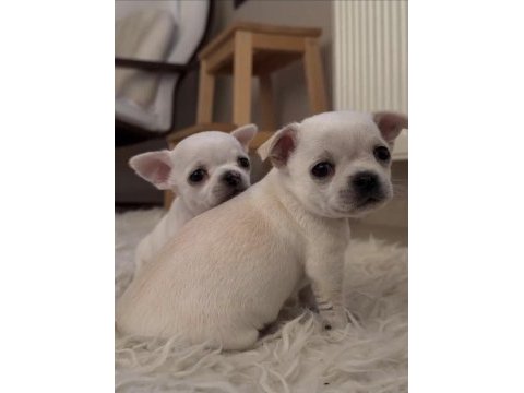 Teacup chihuahua bebekler