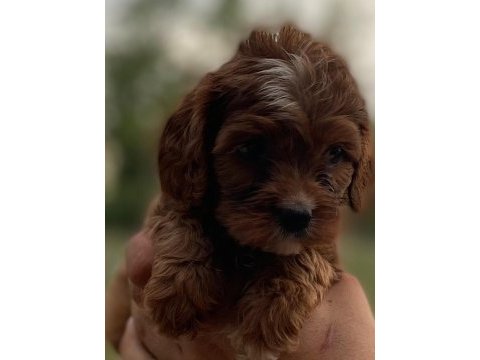 Sağlıklı neşeli ve eğlenceli bebek köpekler