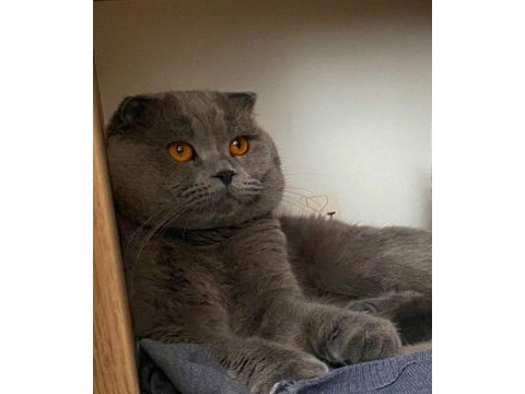 Scottish fold cinsi oğlumuza eş arıyoruz
