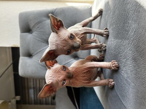 Sphynx yavrular