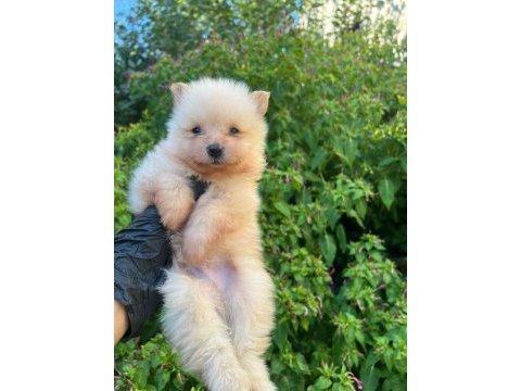 Bursa içi teslime hazır pomeranian baby