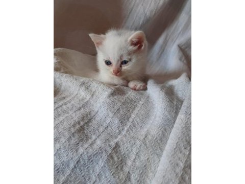 British shorthair yavru kedilerini 2 aylık