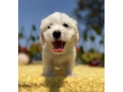 Harika güzellikte maltese terrier yavrular