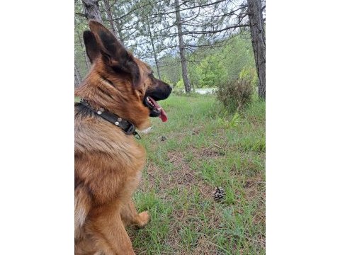 Showline dişi alman çoban köpeği