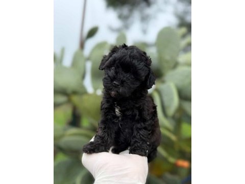 Siyah maltipoo teacup bebeklerim