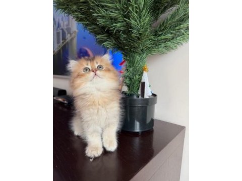 Golden british longhair