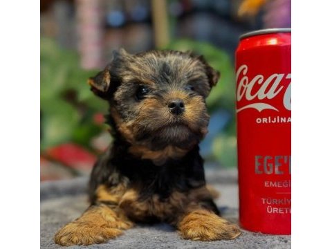 Boy ve kg garantili yorkshire terrier yavrularımız