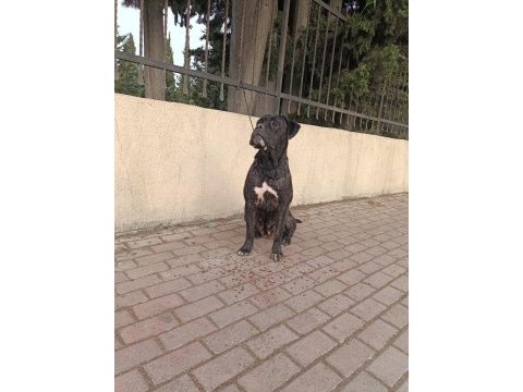 Show kalitede cane corso yavrular fcı/kıf a şecere